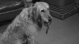 The Andy Griffith Show Odcinek 30