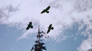 Domek na prerii Pieniądze na ziarno