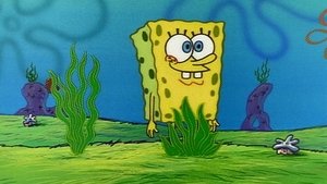 SpongeBob Kanciastoporty Naturalista