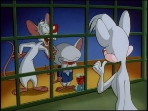 Animaniacy Odcinek 114