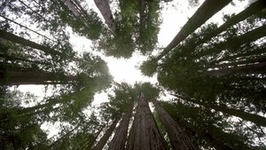 Planeta Ziemia Lasy klimatu umiarkowanego