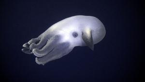 Planeta Ziemia Głębiny oceanów