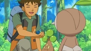Pokémon Zadanie dla Brocka