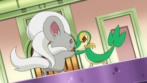 Pokémon Piękności w Walce o Honor i Prestiż!
