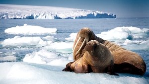 Błękitna Planeta II Jeden ocean