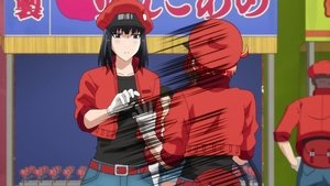 Hataraku Saibou Odcinek 12