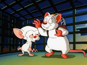 Pinky i Mózg Wizyta