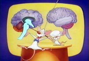 Pinky i Mózg Rdzeń mózgowy
