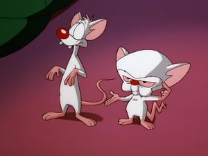 Pinky i Mózg Pinky i baseball