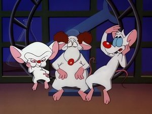 Pinky i Mózg Pinky i Mózg i… Larry