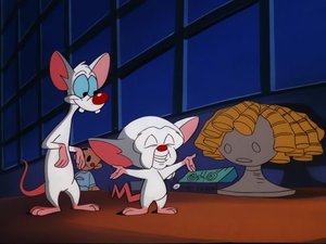 Pinky i Mózg Co się stało z małym Móżdżkiem