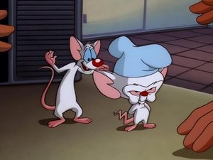 Pinky i Mózg Mózg pracuje
