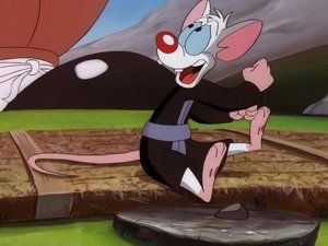 Pinky i Mózg Japońskie potyczki