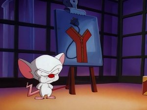 Pinky i Mózg Blask Gwiazd: Dziś Pinky i Mózg