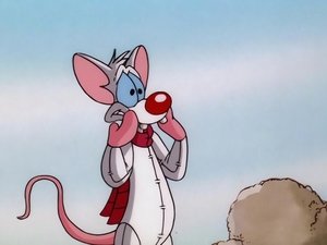 Pinky i Mózg Móżdzuś Puchatek, czyli przygody melomana