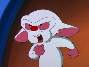 Pinky i Mózg Feldmanowie, moi przyjaciele
