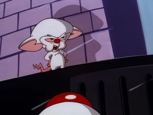 Pinky i Mózg Z punktu widzenia Pinky’ego