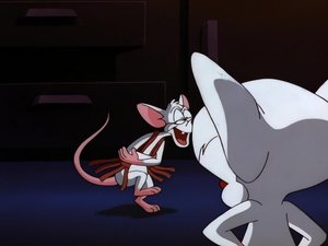 Pinky i Mózg Teoria wyzwolenia