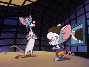 Pinky i Mózg Plan Pinky’ego