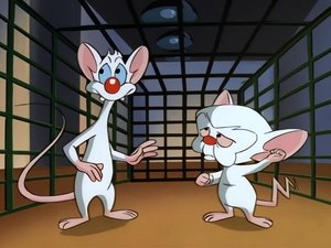 Pinky i Mózg Labirynt