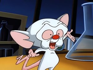 Pinky i Mózg Papierowy świat