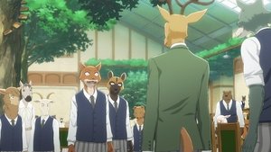 BEASTARS Najlepsi z najlepszych w Akademii