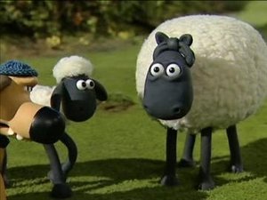 Baranek Shaun Siostrzenica
