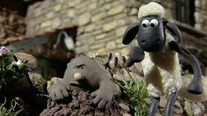 Baranek Shaun Kret