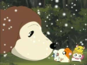 Hamtaro Odcinek 89