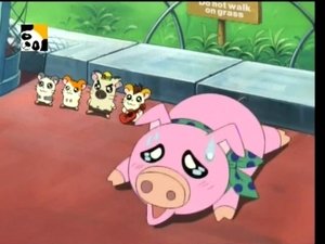 Hamtaro Odcinek 66