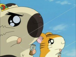 Hamtaro Odcinek 79