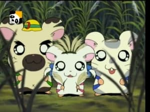 Hamtaro Odcinek 73