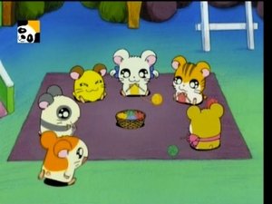Hamtaro Odcinek 72