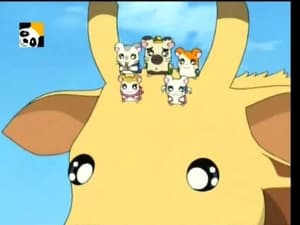 Hamtaro Odcinek 67