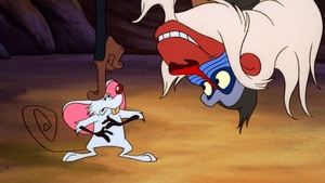 Timon i Pumba Wielkie zamyszanie