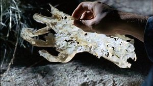 Roswell: W kręgu tajemnic Odcinek 1