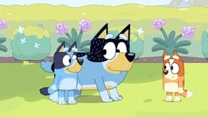 Blue Owcarek
