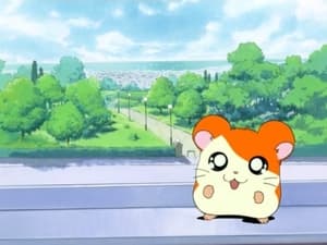 Hamtaro Odcinek 1