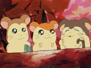 Hamtaro Odcinek 11