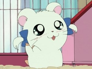 Hamtaro Odcinek 15