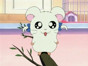 Hamtaro Odcinek 4