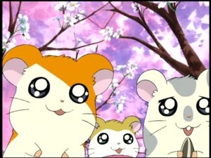 Hamtaro Odcinek 40