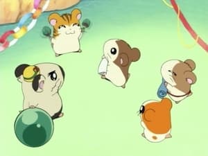 Hamtaro Odcinek 14