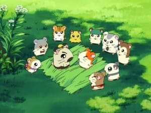 Hamtaro Odcinek 3