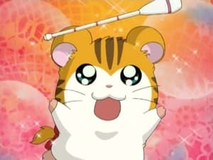 Hamtaro Odcinek 13