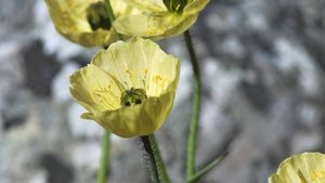 Lodowa planeta Odcinek 2
