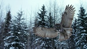 Nature Odcinek 2