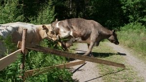 Farmen Odcinek 21