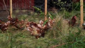 Farmen Odcinek 19
