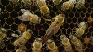 Nasza planeta Rozdział 2: Podążanie za słońcem